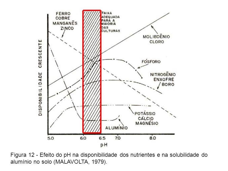 Calagem saiba seus benefícios e como recomendar para a cultura do café