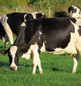 Vacas holandesas no pasto