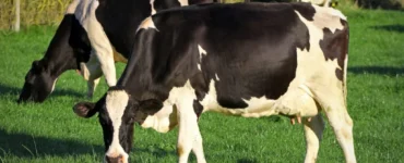 Vacas holandesas no pasto