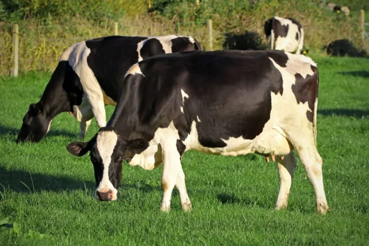 Vacas holandesas no pasto