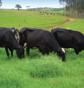 Vacas leiteiras de cor preta em um pasto