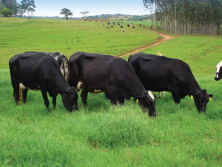 Vacas leiteiras de cor preta em um pasto