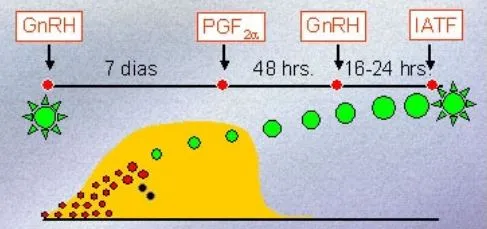 Exemplo de protocolo tipo Ovsynch