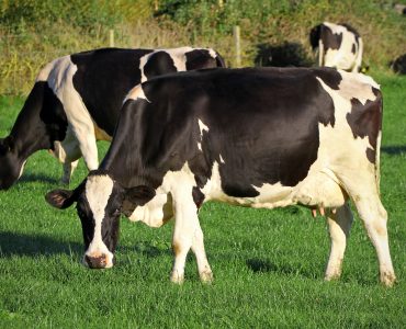 vacas holandesas no pasto