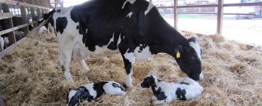 cuidados com vacas e bezerros antes e após o parto