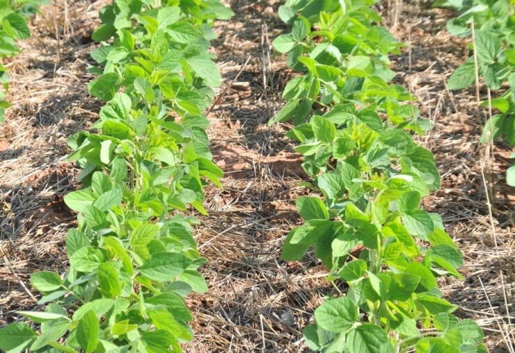 Plantas de cobertura utilizadas como adubação verde