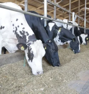 Vacas se alimentando em fazenda