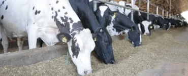 Vacas se alimentando em fazenda