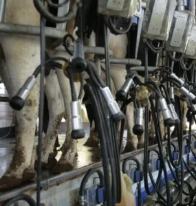 Vacas enfileiradas na sala de ordenha