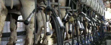 Vacas enfileiradas na sala de ordenha