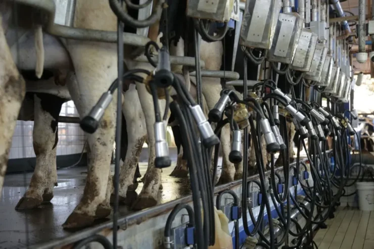 Vacas enfileiradas na sala de ordenha