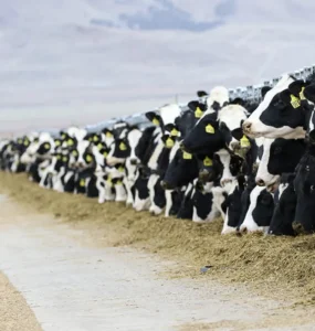 Bovinos leiteiros se alimentando