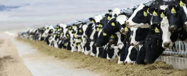 Bovinos leiteiros se alimentando