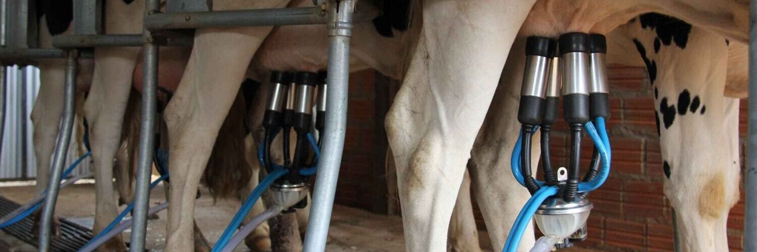 Ordenha de vacas leiteiras sendo realizada