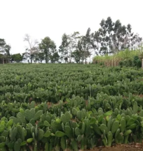 Plantação de palma forrageira