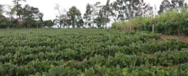 Plantação de palma forrageira