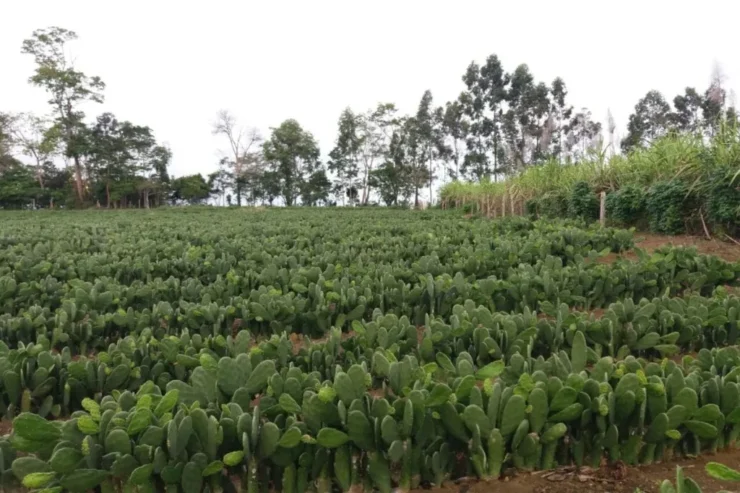 Plantação de palma forrageira
