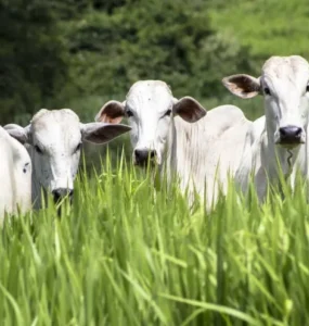 Bovinos de corte em uma pastagem