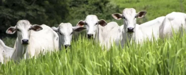 Bovinos de corte em uma pastagem