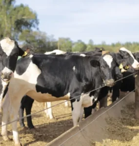 Vacas leiteiras em fazenda