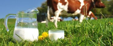 Jarra de leite no campo com vaca leiteira ao fundo