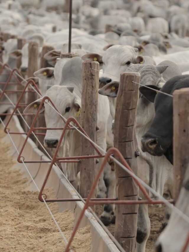 Rotinas do confinamento de gado: como ter eficiência?