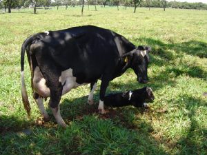 cuidados com vacas e bezerros antes e após o parto