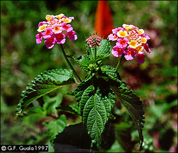 Lantana