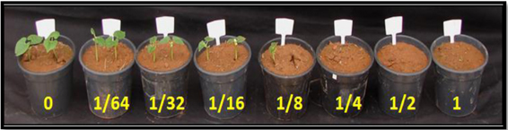 Plantas de feijão com diferentes doses de Picloram