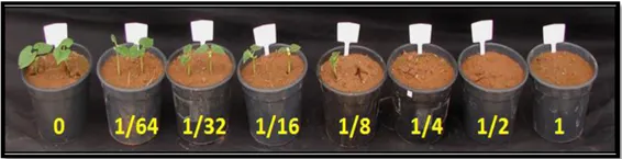 Plantas de feijão com diferentes doses de Picloram