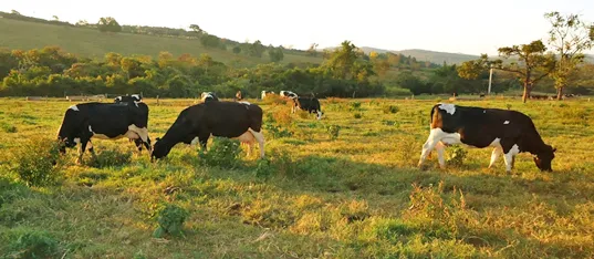 Vacas leiteiras em uma pastagem com plantas daninhas