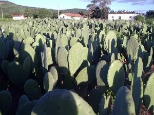 Palma gigante