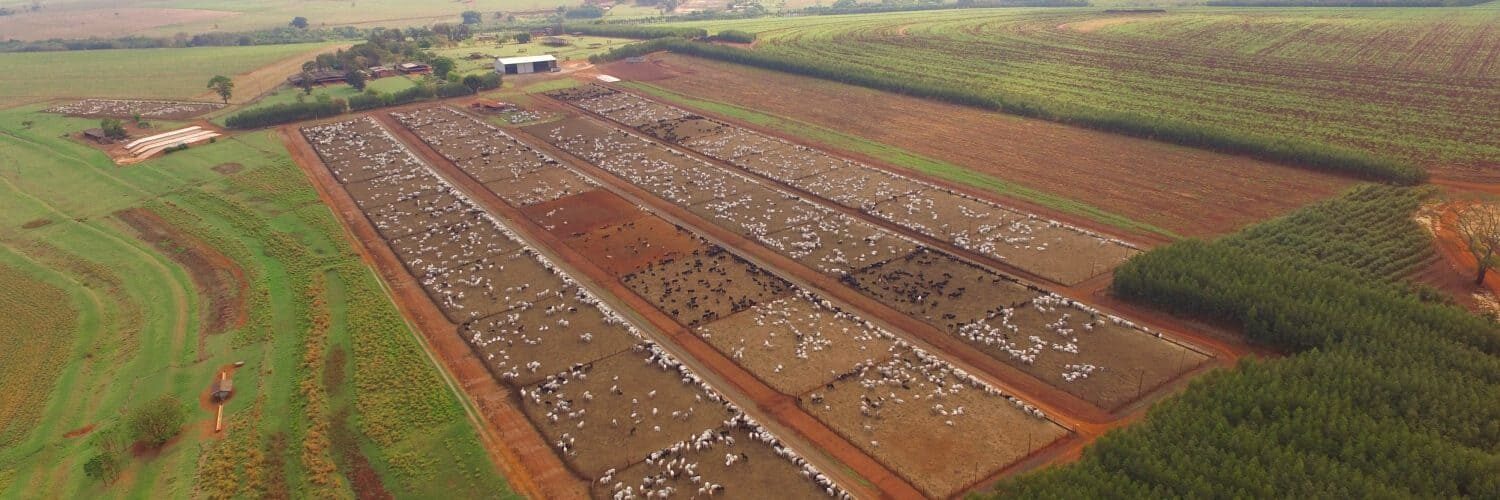 Produção de gado de corte em confinamento