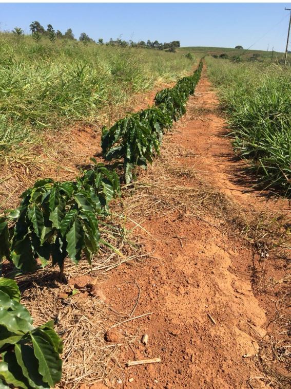 Plantação de café com solo exposto