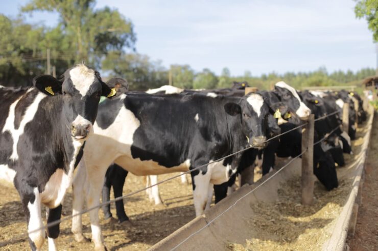 Vacas leiteiras em fazenda