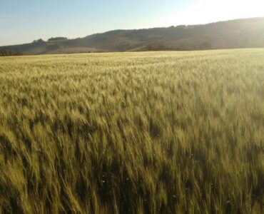 Plantação de trigo