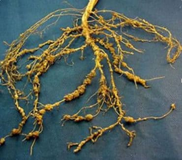 Fitonematóides nas raízes