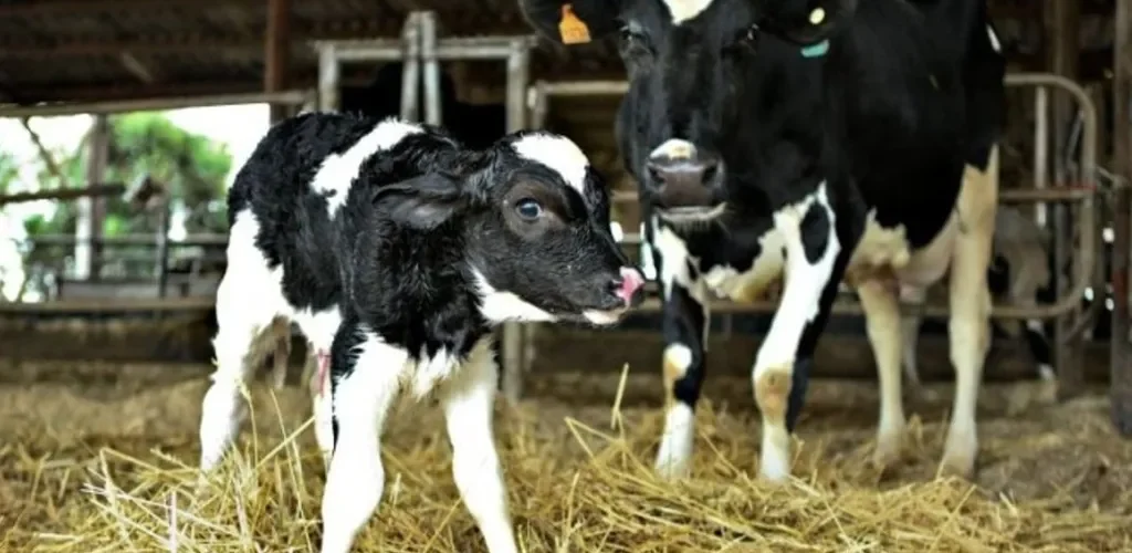 Vaca leiteira e bezerra recém nascida