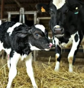 Vaca leiteira e bezerra recém nascida