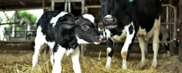 Vaca leiteira e bezerra recém nascida