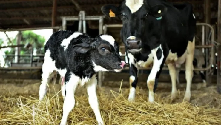 Vaca leiteira e bezerra recém nascida
