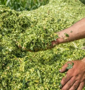 Silagem de milho para dieta de bovinos leiteiros