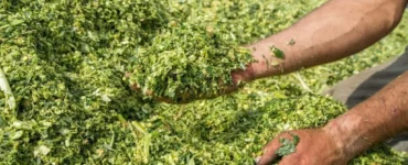 Silagem de milho para dieta de bovinos leiteiros