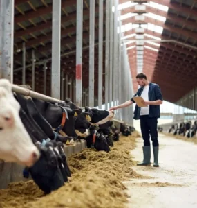 Homem conferindo situação de vacas leiteiras