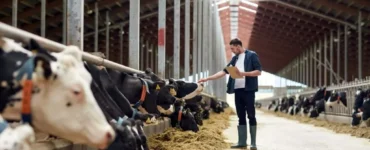Homem conferindo situação de vacas leiteiras