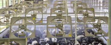 Vacas leiteiras recebendo ventilação para evitar estresse térmico