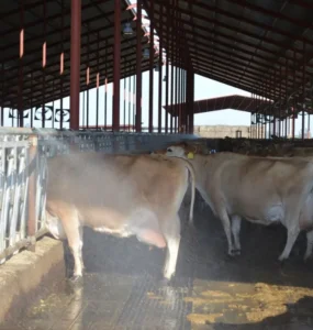 Água sendo aspersada em vacas para amenizar o calor