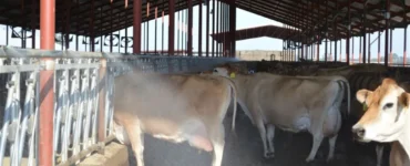Água sendo aspersada em vacas para amenizar o calor
