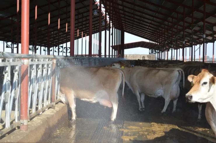 Água sendo aspersada em vacas para amenizar o calor