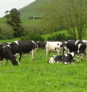 Vacas leiteiras em uma pastagem